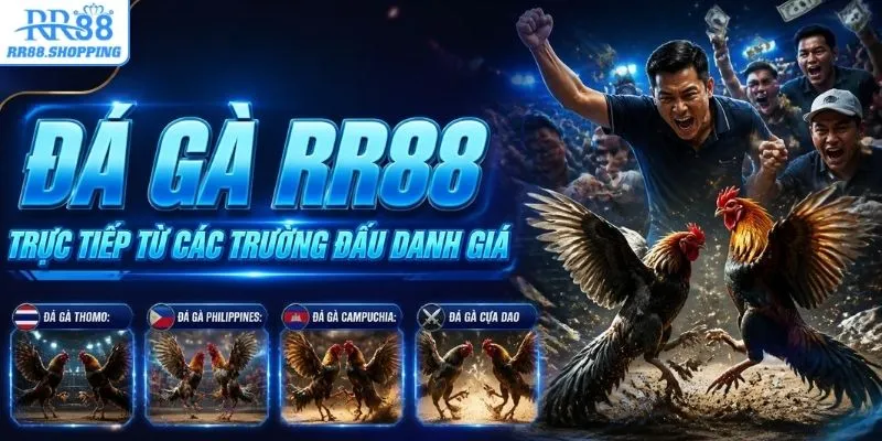 Đá gà trực tiếp từ các trường đấu danh giá 